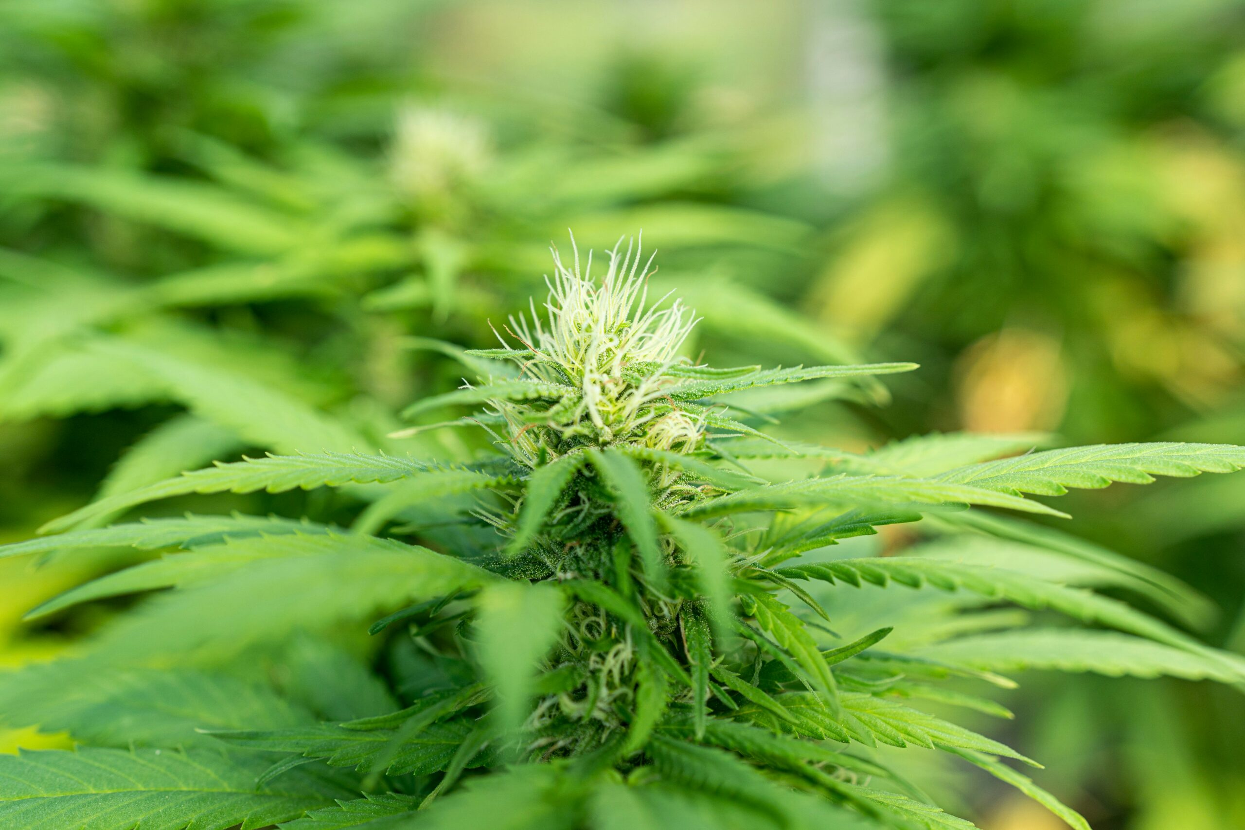 Les meilleurs fleurs de CBD, Top 10 de l'année 2026