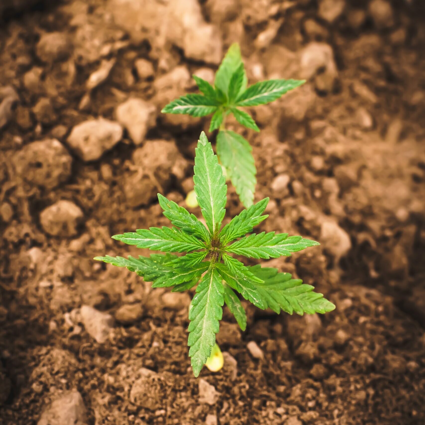 CBD producteur français : Pourquoi est-ce un gage de qualité ?