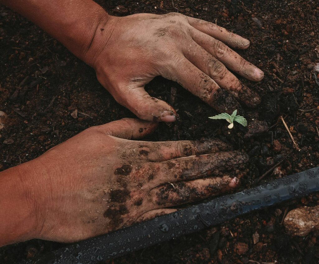 Une version simple du CBD, une agriculture naturel sans pesticide
