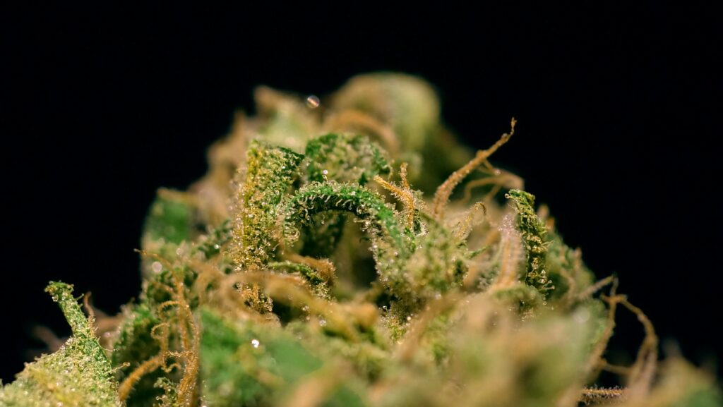Producteur CBD Français | Chanvre Bio & Vente Directe