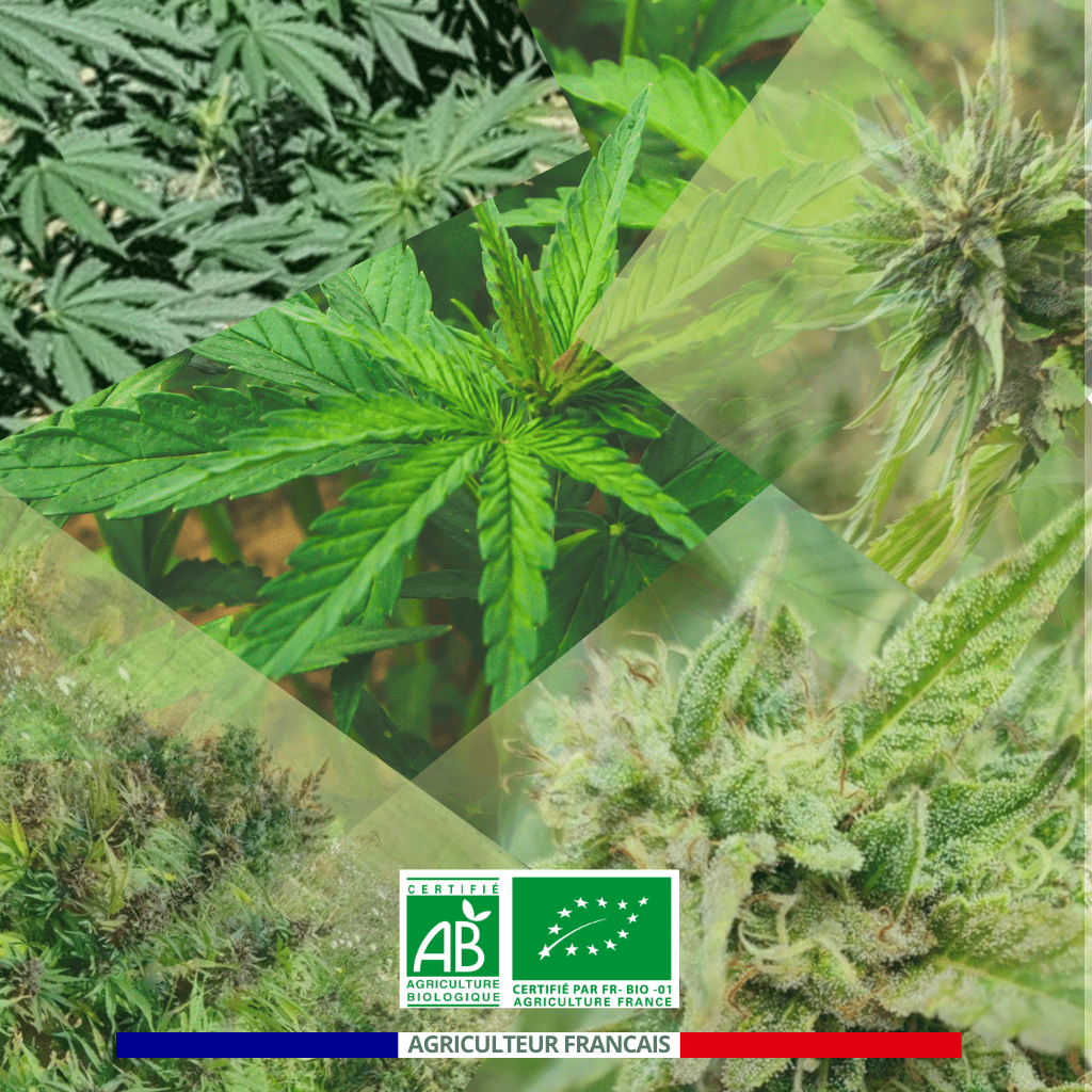 Pourquoi choisir un agriculteur de CBD français. Acheter son CBD chez un producteur français